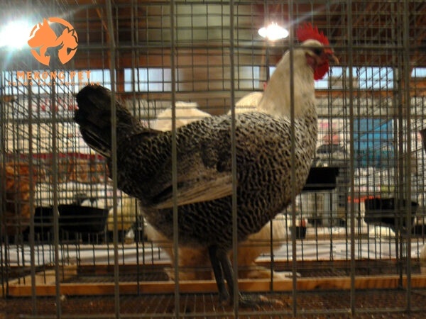 Bán giống gà ai cập siêu trứng tại tphcm